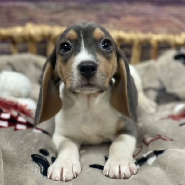 Beagle-DOG-Female-bl wh & tn-4697-Petland Woodlands, TX