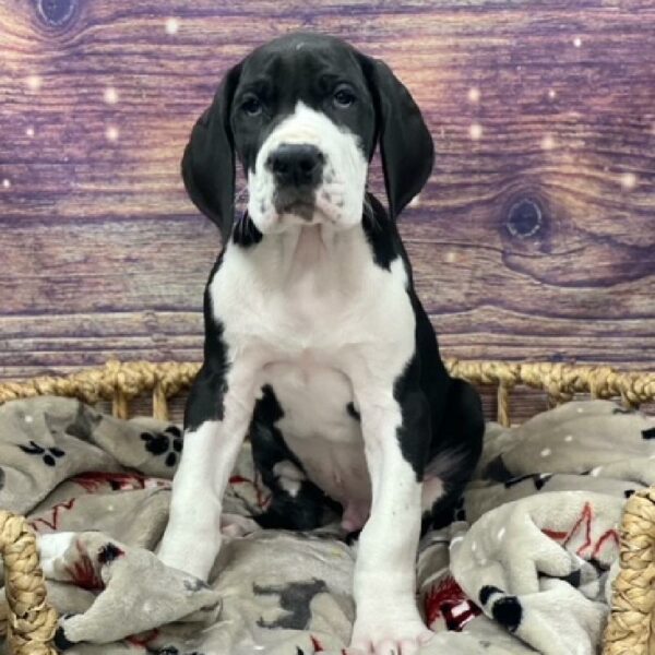 Great Dane-DOG-Male-blk, mntl-4704-Petland Woodlands, TX