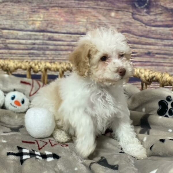 Mini Poodle-DOG-Male-cr & wh-4700-Petland Woodlands, TX