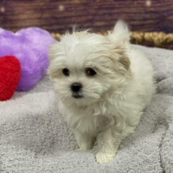 Malshi-DOG-Female-wh & tn-4768-Petland Woodlands, TX