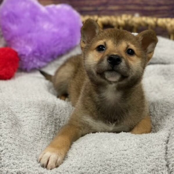 Shiba Inu-DOG-Female-Red Sesame-4765-Petland Woodlands, TX