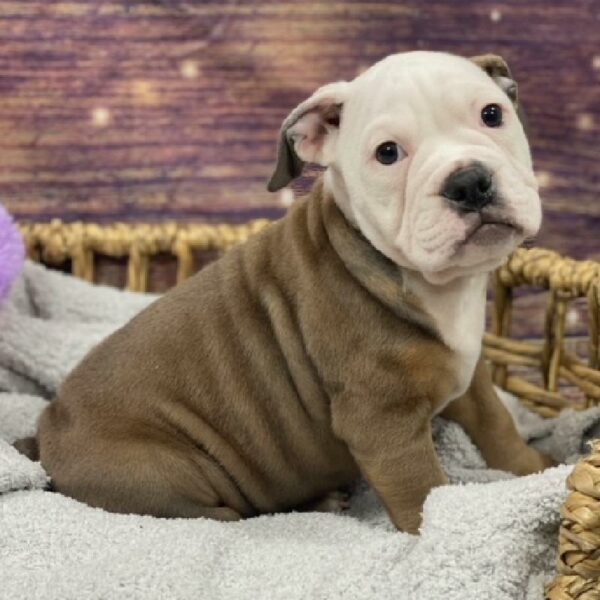 Victorian Bulldog-DOG-Male-bl fn-4786-Petland Woodlands, TX