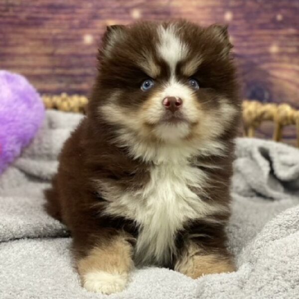 Pomsky-DOG-Male-rd & wh-4788-Petland Woodlands, TX