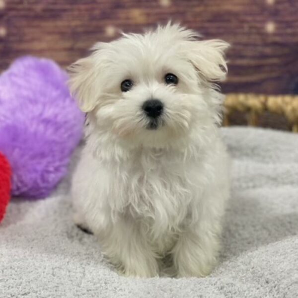 Maltese-DOG-Male-wh-4785-Petland Woodlands, TX