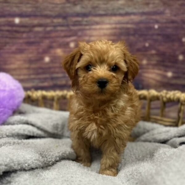 Goldendoodle Mini 2nd Gen-DOG-Male-Red-4779-Petland Woodlands, TX