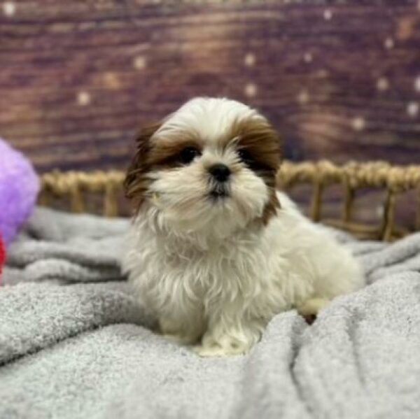 Shih Tzu-DOG-Male-Red and White-4781-Petland Woodlands, TX