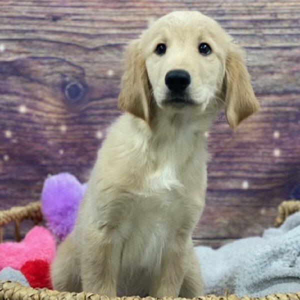 Golden Retriever-DOG-Male-Golden-4777-Petland Woodlands, TX