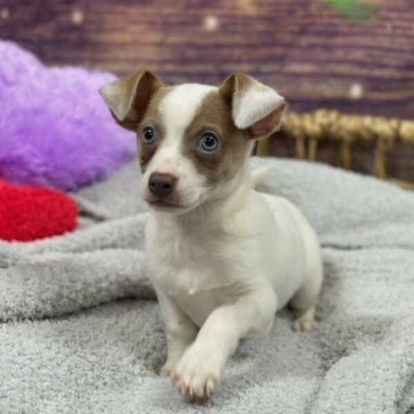 Chihuahua-DOG-Male-wh, br mkgs-4772-Petland Woodlands, TX