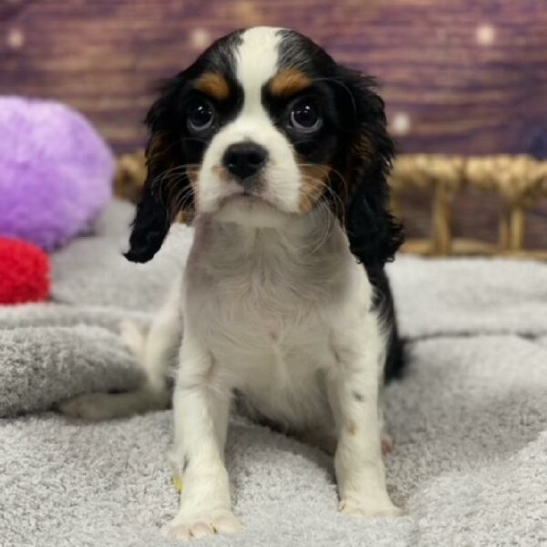 Cavalier King Charles Spaniel-DOG-Female-Black and Tan-4783-Petland Woodlands, TX