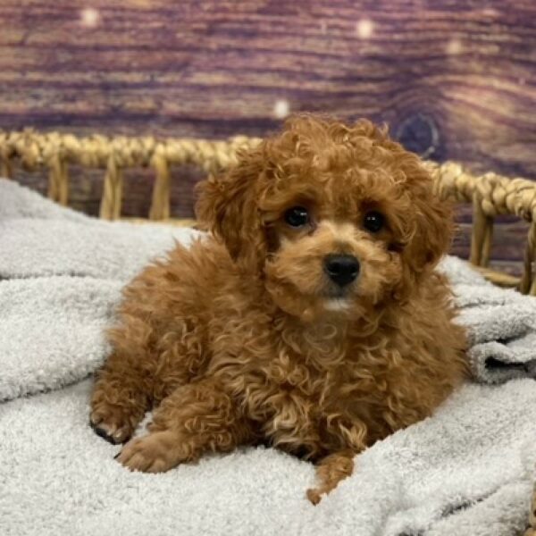 Mini Poodle-DOG-Male-Red-4780-Petland Woodlands, TX