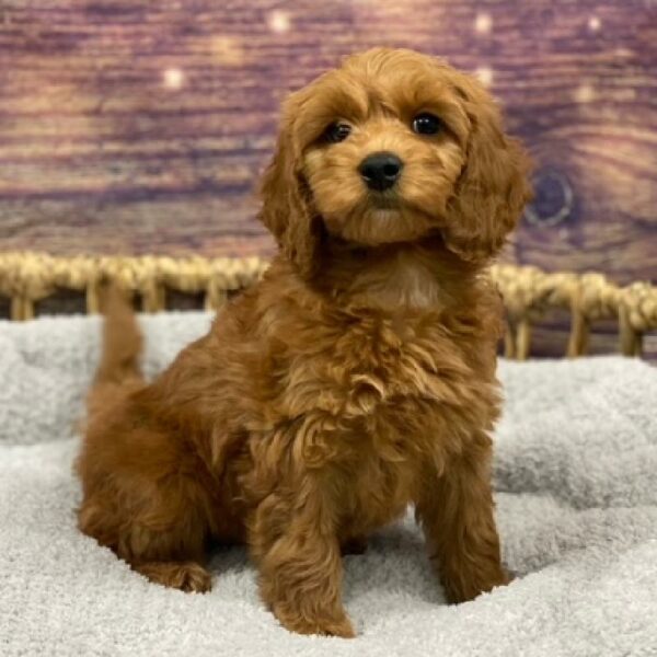 Mini Goldendoodle-DOG-Female-rd-4802-Petland Woodlands, TX