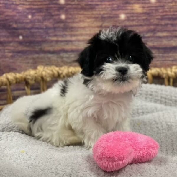 Teddy Bear-DOG-Female-wh & blk-4800-Petland Woodlands, TX