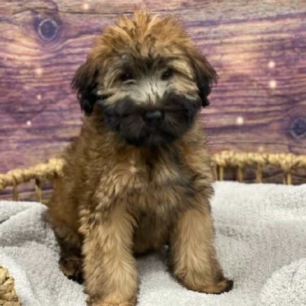 Soft Coated Wheaten Terrier-DOG-Male-whtn-4805-Petland Woodlands, TX