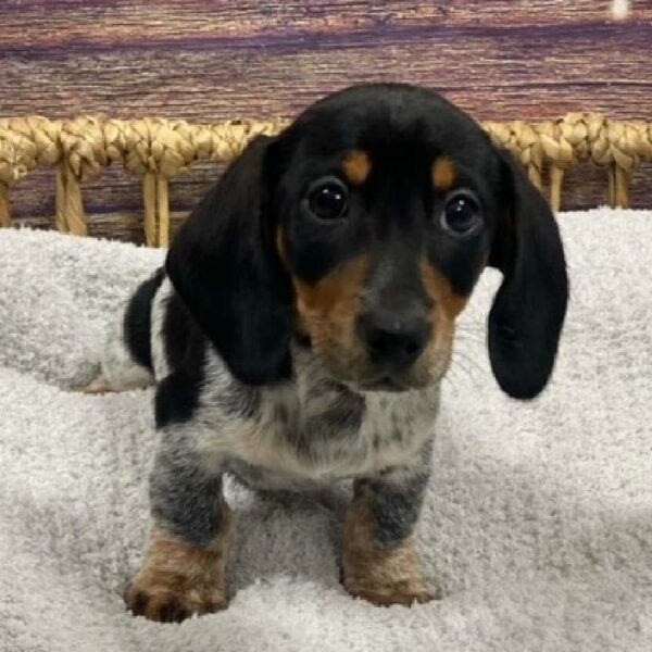 Dachshund-DOG-Male-Black and Tan-4795-Petland Woodlands, TX