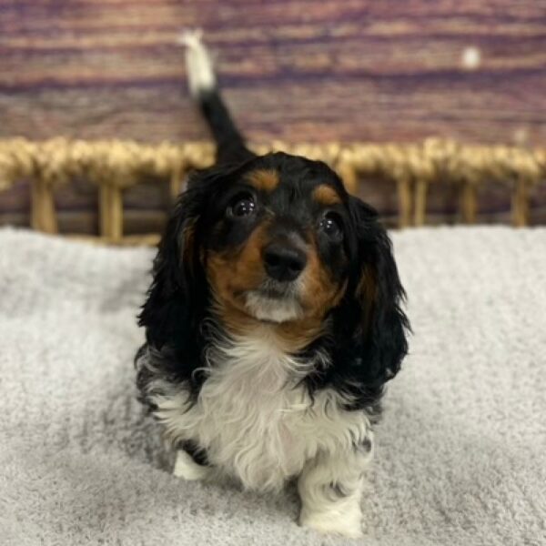Dachshund-DOG-Female-Black and Tan-4794-Petland Woodlands, TX