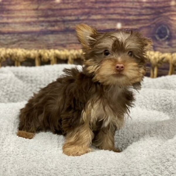 Silky Terrier-DOG-Female-chlt & tn-4798-Petland Woodlands, TX