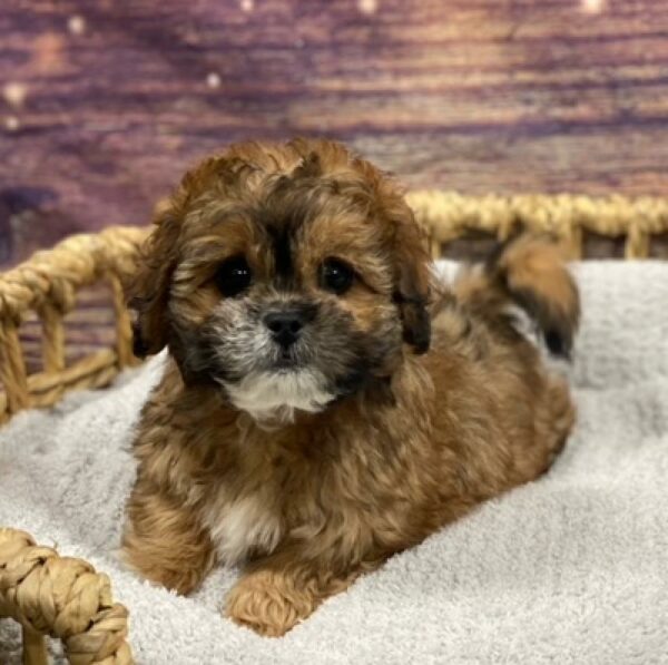 Peke-a-poo-DOG-Female-br sbl-4801-Petland Woodlands, TX