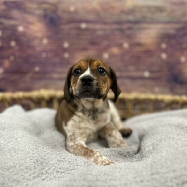 Beabull-DOG-Male-fn & wh-4820-Petland Woodlands, TX