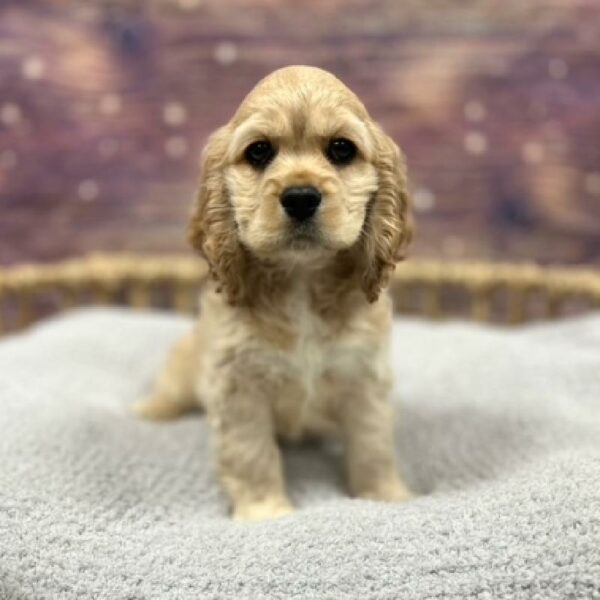 Cocker Spaniel-DOG-Female-bf-4818-Petland Woodlands, TX