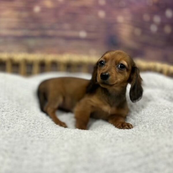 Dachshund-DOG-Female-chlt-4817-Petland Woodlands, TX