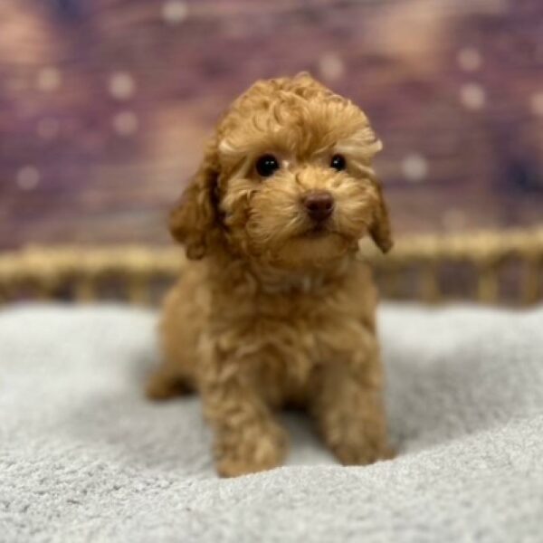 Mini Poodle-DOG-Male-rd-4819-Petland Woodlands, TX