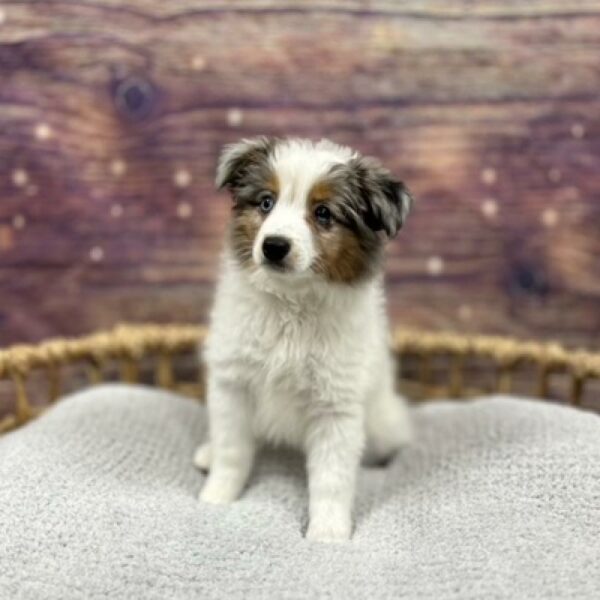Miniature American Shepherd-DOG-Female-bl mrl & wh-4812-Petland Woodlands, TX