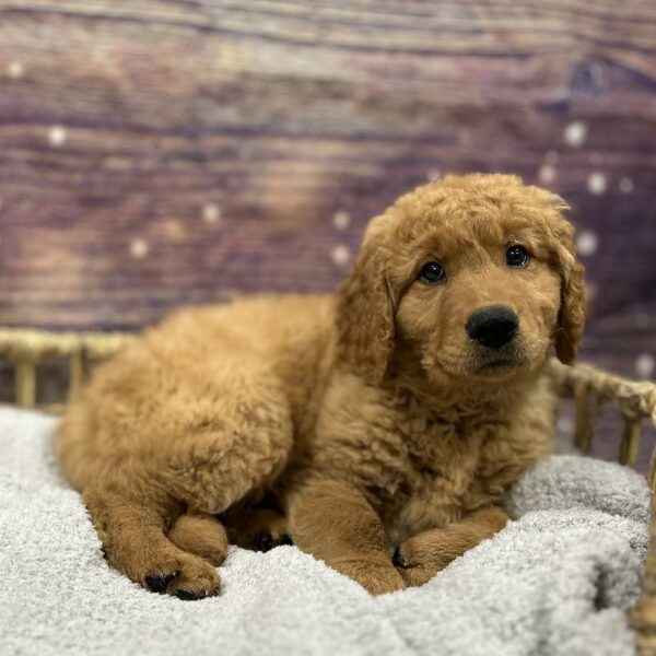 Golden Retriever-DOG-Male-Dark Golden-4808-Petland Woodlands, TX
