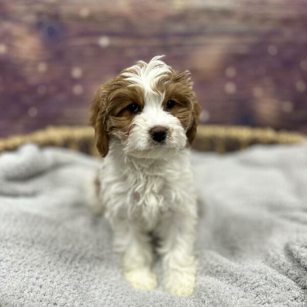 Cavapoo DOG Female Red and White 4807 Petland Woodlands, TX