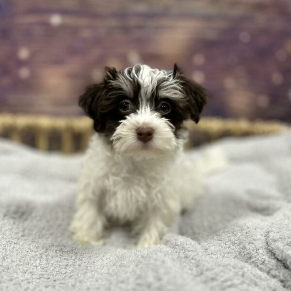 Havanese-DOG-Male-Chocolate-4809-Petland Woodlands, TX