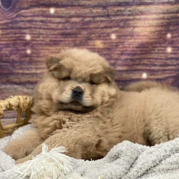 Chow Chow-DOG-Male-bl fn-4832-Petland Woodlands, TX
