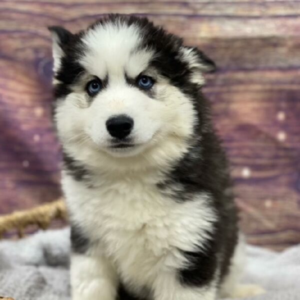 Siberian Husky-DOG-Female-blk & wh , bl eye-4826-Petland Woodlands, TX