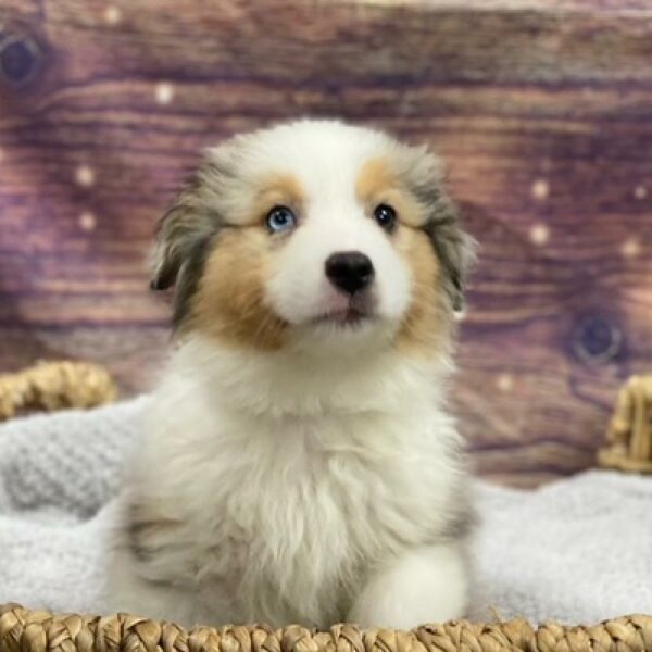 Australian Shepherd-DOG-Female-Blue Merle White and Tan-4821-Petland Woodlands, TX