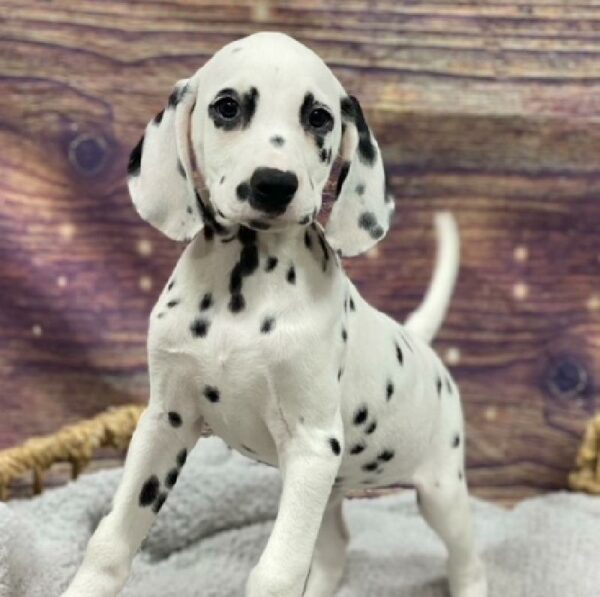 Dalmatian-DOG-Female-White and Black-4822-Petland Woodlands, TX