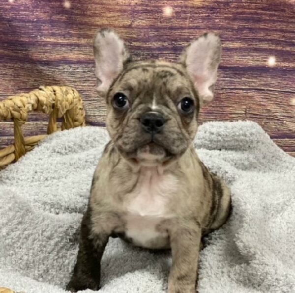 French Bulldog-DOG-Female-Blue Merle-4823-Petland Woodlands, TX