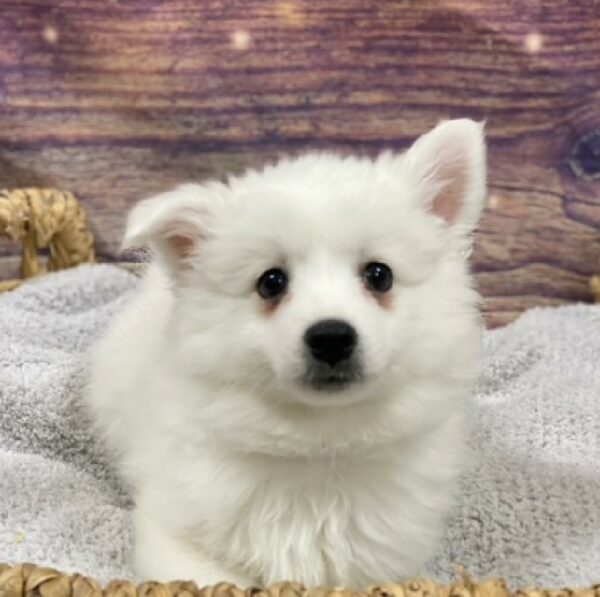 American Eskimo-DOG-Male-White-4824-Petland Woodlands, TX