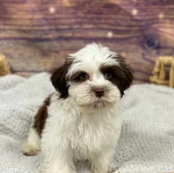 Havanese-DOG-Female-rd ,prti-4830-Petland Woodlands, TX