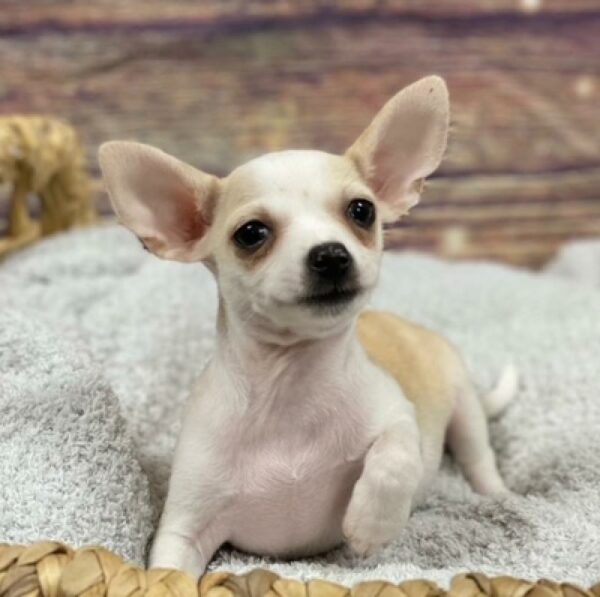 Chihuahua-DOG-Male-fn & wh-4833-Petland Woodlands, TX