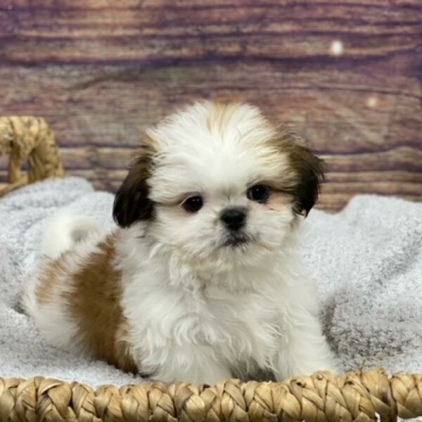 Shih Tzu-DOG-Female-sbl & wh-4827-Petland Woodlands, TX
