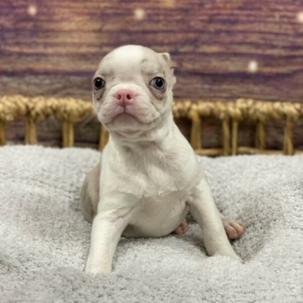 Boston Terrier-DOG-Female-rd mrl-4834-Petland Woodlands, TX