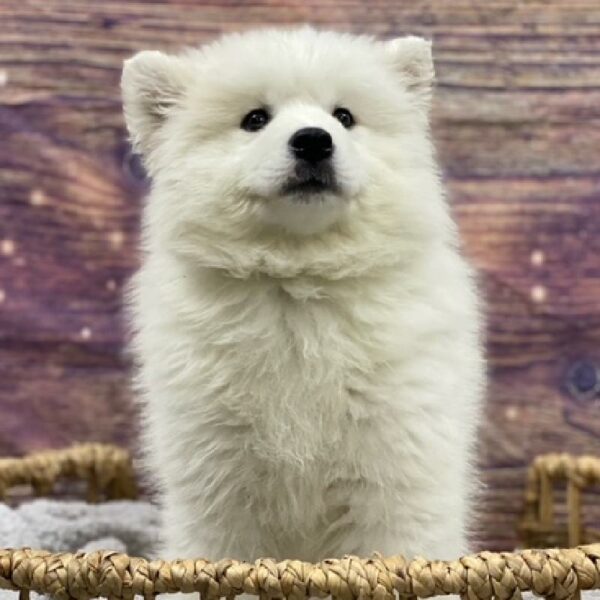 Samoyed-DOG-Female-wh-4839-Petland Woodlands, TX