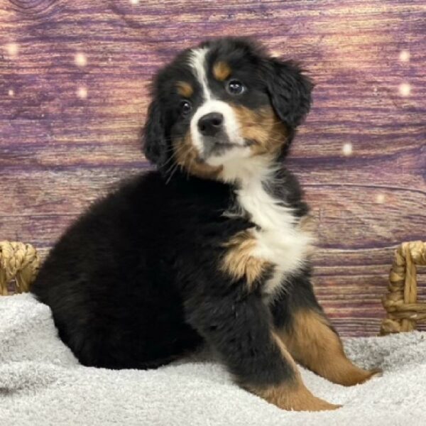 Bernese Mountain Dog-DOG-Female-tri-4843-Petland Woodlands, TX