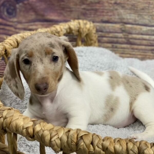 Dachshund-DOG-Female-chlt, dpl pbld-4842-Petland Woodlands, TX