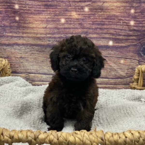 Mini Poodle-DOG-Female-chlt-4847-Petland Woodlands, TX