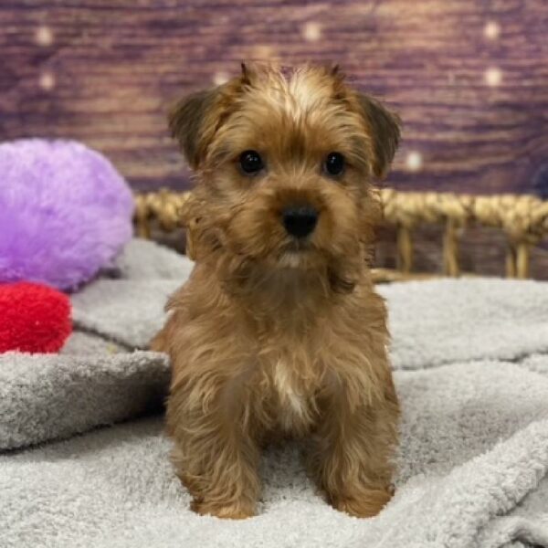 Yorkie-DOG-Female-Gold-4784-Petland Woodlands, TX