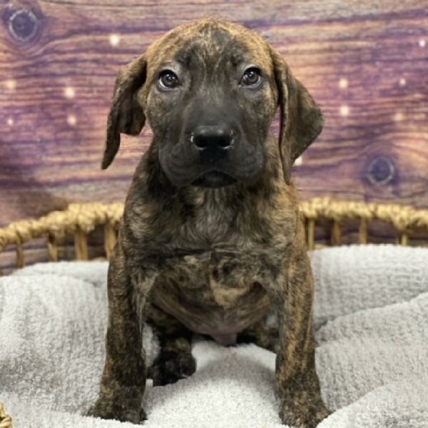 Daniff-DOG-Male-Brindle-4796-Petland Woodlands, TX