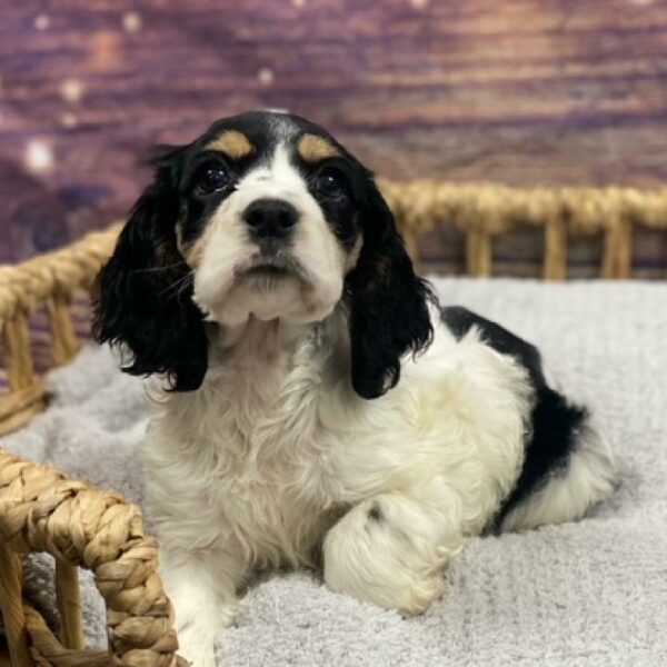 Cocker Spaniel-DOG-Female-Black White and Tan-4790-Petland Woodlands, TX