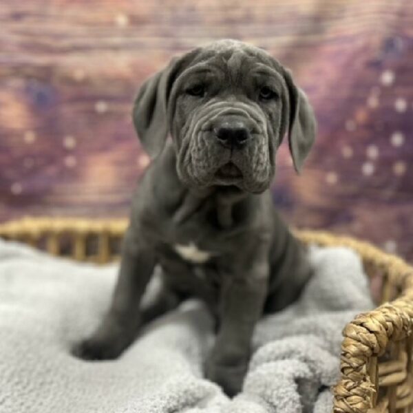 Neapolitan Mastiff-DOG-Male-bl-4814-Petland Woodlands, TX