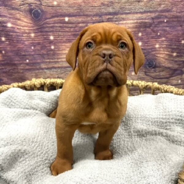 Dogue De Bordeaux-DOG-Female-rd-4816-Petland Woodlands, TX