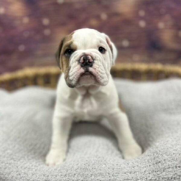 English Bulldog-DOG-Male-bl fn , wh mkgs-4815-Petland Woodlands, TX