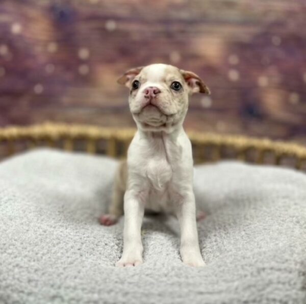 Boston Terrier-DOG-Male-rd mrl-4813-Petland Woodlands, TX